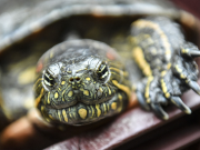 En la diversidad genética de la tortuga hicotea estaría la clave para su conservación
