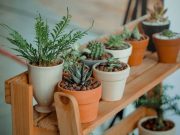 Conversaciones con las plantas