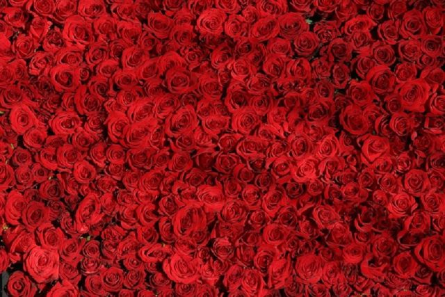 cama de rosas