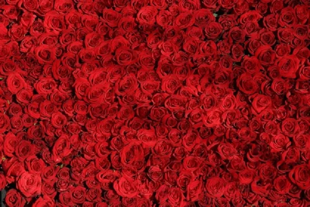 cama de rosas