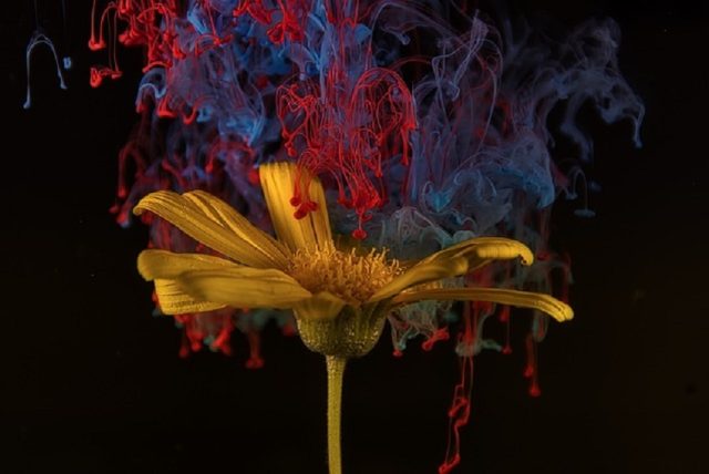 flor colores pintura pétalos