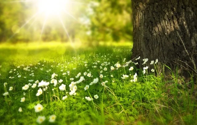 flores en jardin con fondo sol