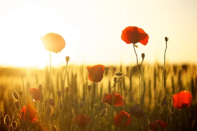 flores rojas en atardecer