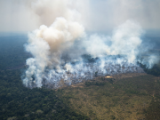¿Qué tanto dióxido de carbono captan los bosques tras un incendio?
