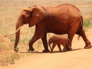 La actividad de los animales