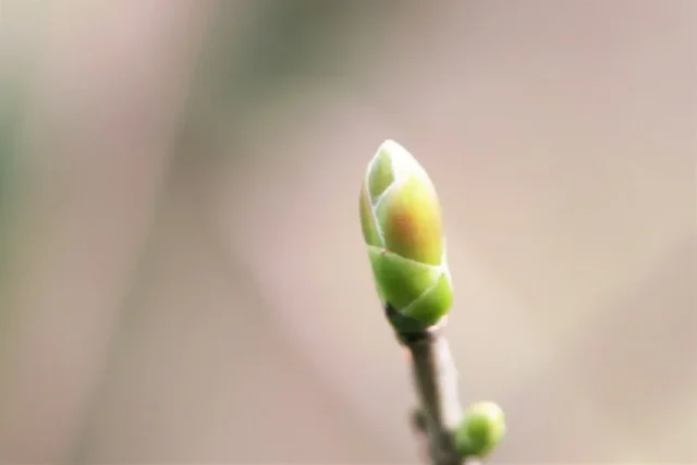capullo flor