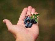 La moral es un árbol de moras