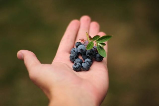 moras