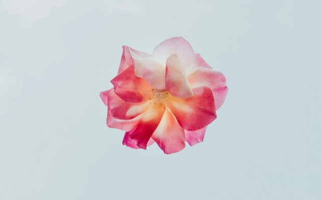 flor rosa fondo blanco