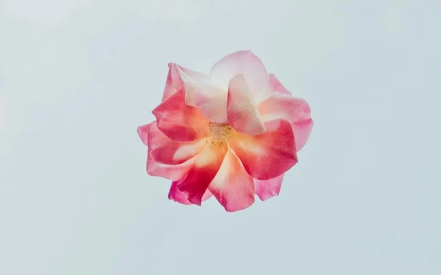 flor rosa fondo blanco