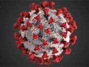 Virus y transmisión de animales a humanos