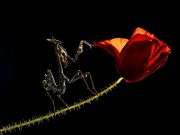 Flor roja