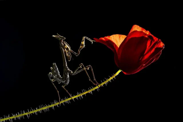 conehead-mantis-8218668_1280