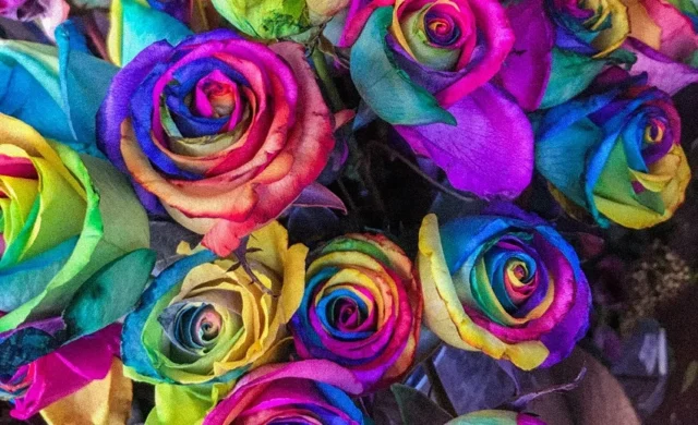 rosas de colores