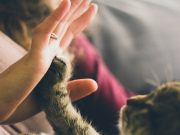 Educa tomar conciencia sobre el comportamiento de los animales y el propio: Abel Pérez Rojas