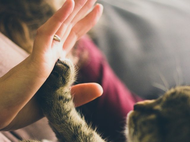 saludo a un gato mano y manita