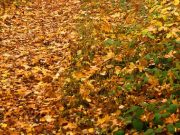 Como hojarasca en otoño