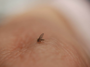 Cambio climático influye en el comportamiento de insectos transmisores de enfermedades