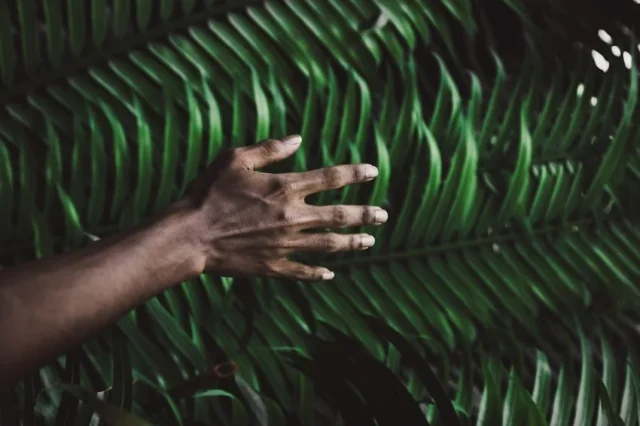 mano sobre palmeras