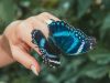 Las mariposas han desarrollado uno de los procesos adaptativos más exitosos del reino animal