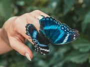 Retobada mariposa