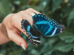 Las mariposas han desarrollado uno de los procesos adaptativos más exitosos del reino animal