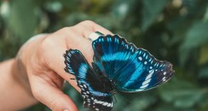 Las mariposas han desarrollado uno de los procesos adaptativos más exitosos del reino animal