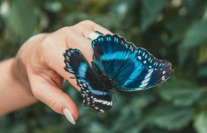 Las mariposas han desarrollado uno de los procesos adaptativos más exitosos del reino animal