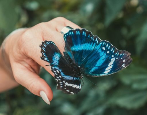 Las mariposas han desarrollado uno de los procesos adaptativos más exitosos del reino animal