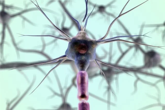neuronas