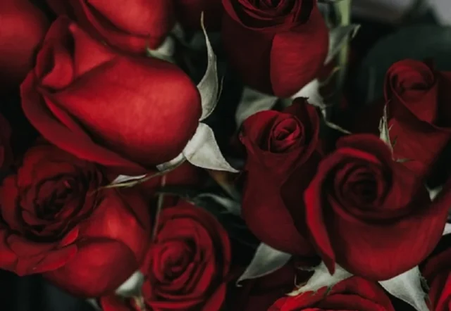 rosas rojas ramo 10 de mayo