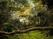 Entre la selva