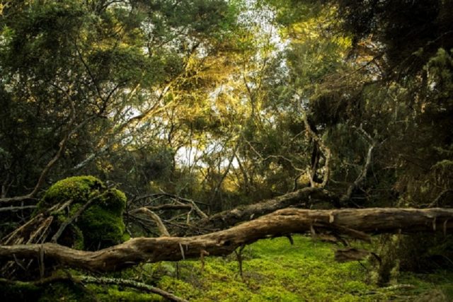 selva bosque maleza follaje