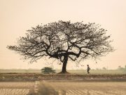 ¿Cómo revertir el cambio climático?