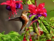 Colibrí en tus adentros