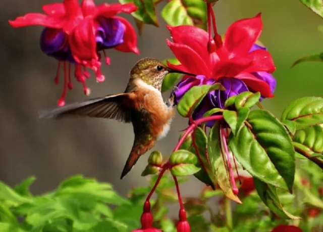 colibrí en flor roja