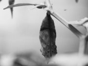 Larva