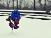 Ausencia en la esencia