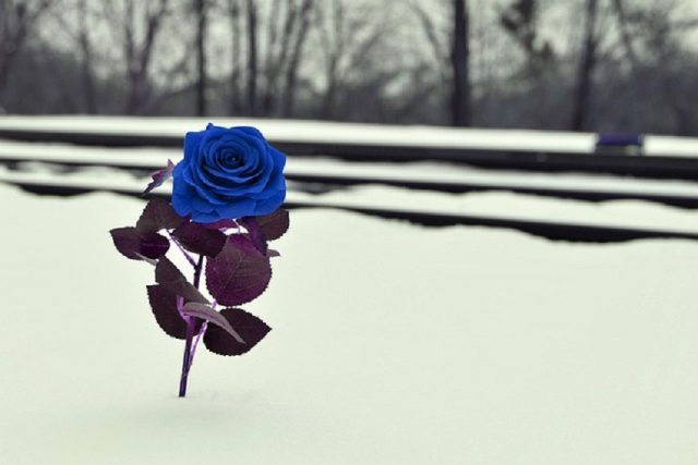 rosa azul en la nieve