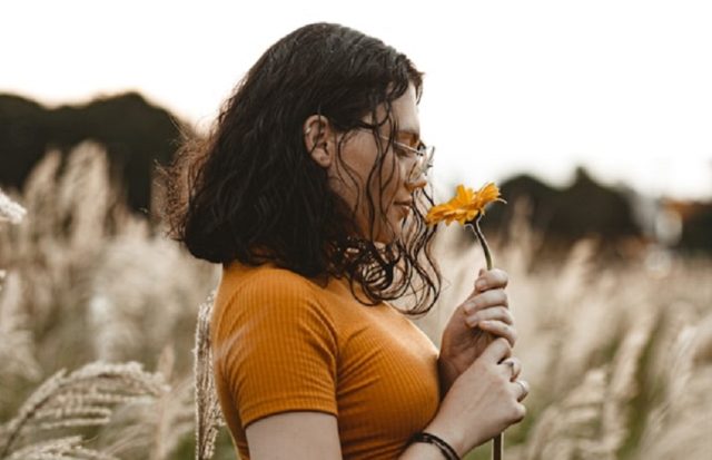 aroma de girasol en campo