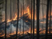 Manejo integrado del fuego, estrategia exitosa para controlar incendios forestales