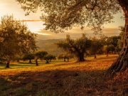 Un campo indivisible