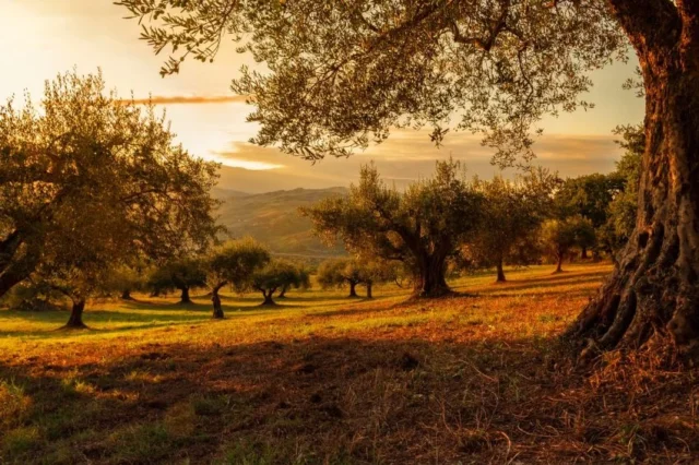 un campo indivisible