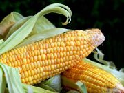 La gran tragedia alimentaria de nuestros tiempos