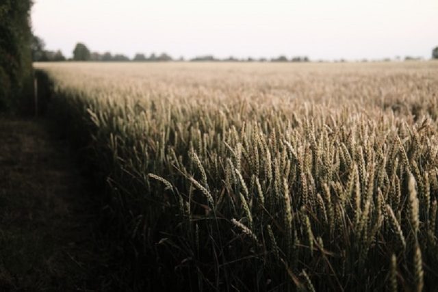 trigal semilla campo de cultivo