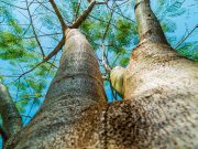 Vida — Yōlōtl