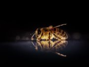 Como una abeja