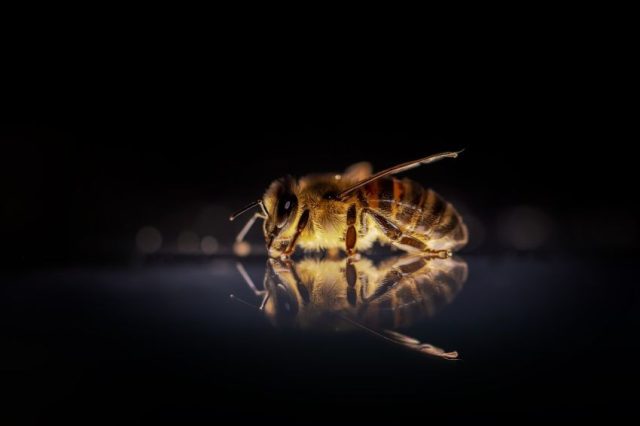 como una abeja