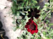 Rescate y Conservación del Cosmos Chocolate: una especie mexicana al borde de la extinción (Última emisión de 2024)