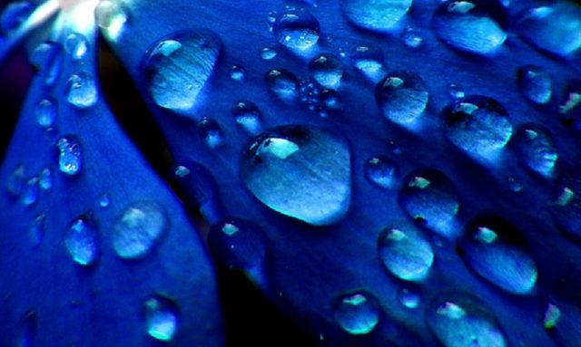 gotas de agua sobre flor azul